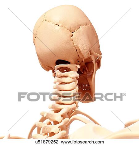 Human head skeleton, artwork View Large Illustration Drawing - Human head skeleton, artwork. Fotosearch