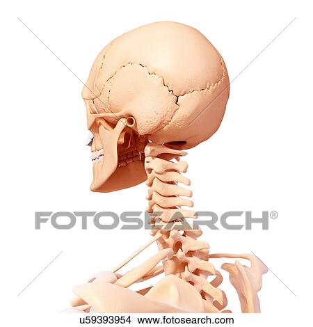 Stock Illustration - Human head skeleton, artwork. Fotosearch