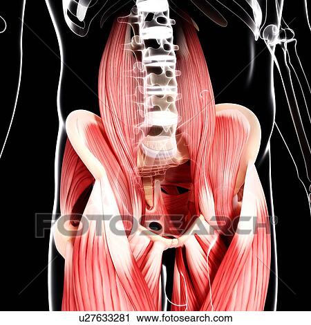 Clip Art - Human hip musculature, artwork. Fotosearch