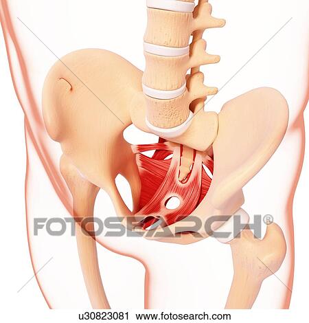Human hip musculature, artwork View Large Illustration Clip Art - Human hip musculature, artwork. Fotosearch