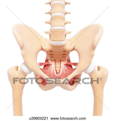 Human hip musculature, artwork View Large Illustration Clip Art - Human hip musculature, artwork. Fotosearch