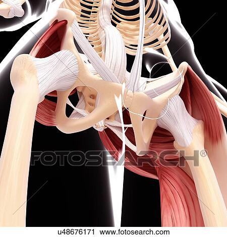Clip Art - Human hip musculature, artwork. Fotosearch
