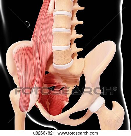 Human hip musculature, artwork View Large Illustration Clip Art - Human hip musculature, artwork. Fotosearch