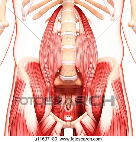 Clipart - Human hip musculature, artwork. Fotosearch