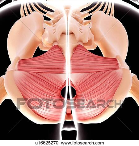 Human hip musculature, artwork View Large Illustration Clipart - Human hip musculature, artwork. Fotosearch