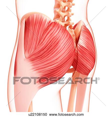 Clipart - Human hip musculature, artwork. Fotosearch