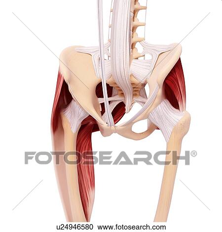 Clipart - Human hip musculature, artwork. Fotosearch