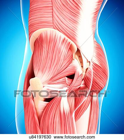Human hip musculature, artwork View Large Illustration Clipart - Human hip musculature, artwork. Fotosearch
