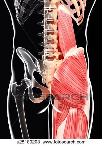 Drawing - Human hip musculature, artwork. Fotosearch