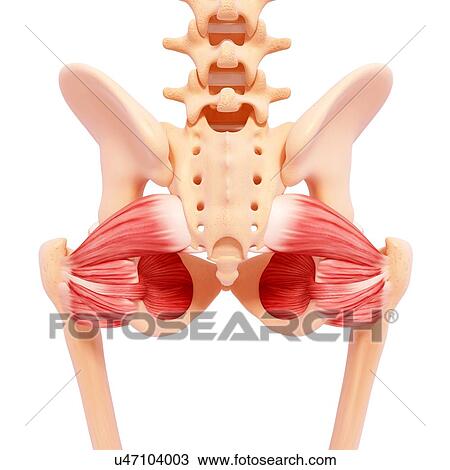Human hip musculature, artwork View Large Illustration Drawing - Human hip musculature, artwork. Fotosearch