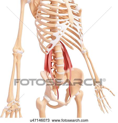 Drawing - Human hip musculature, artwork. Fotosearch