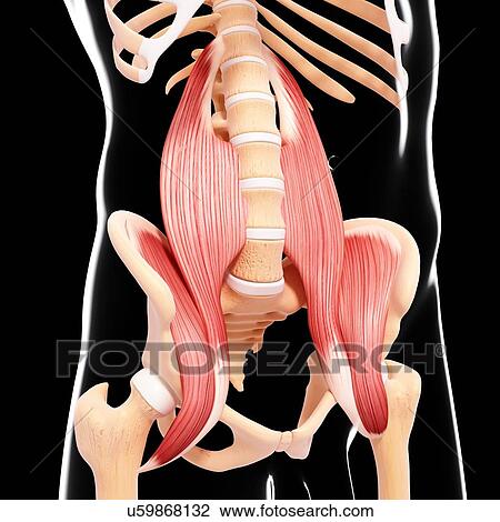 Human hip musculature, artwork View Large Illustration Drawing - Human hip musculature, artwork. Fotosearch