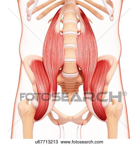 Drawing - Human hip musculature, artwork. Fotosearch