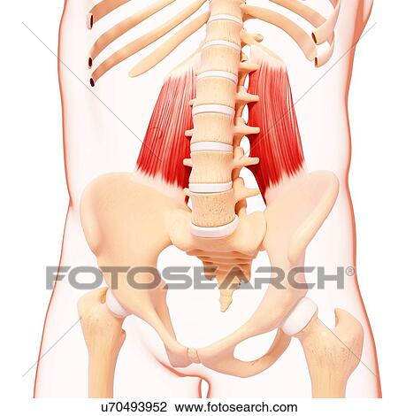 Human hip musculature, artwork View Large Illustration Drawing - Human hip musculature, artwork. Fotosearch