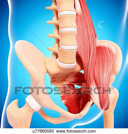 Drawing - Human hip musculature, artwork. Fotosearch