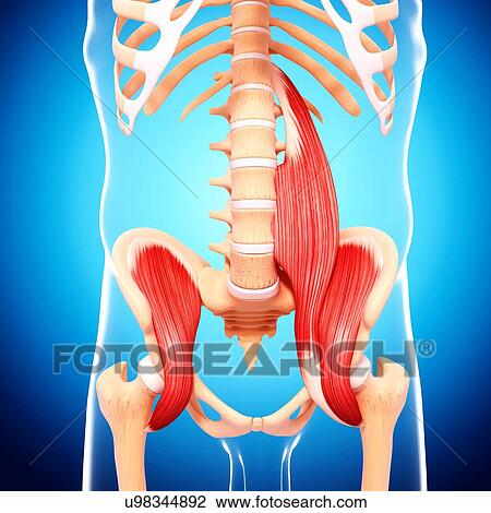 Drawing - Human hip musculature, artwork. Fotosearch