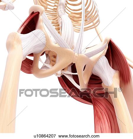 Stock Illustration - Human hip musculature, artwork. Fotosearch