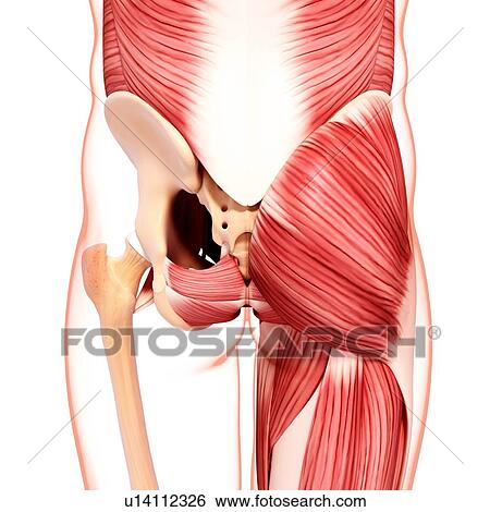 Stock Illustration - Human hip musculature, artwork. Fotosearch