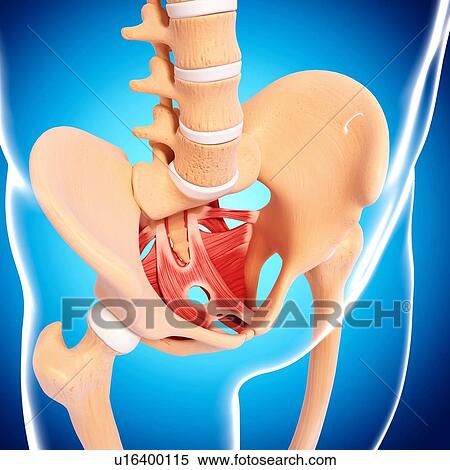 Human hip musculature, artwork View Large Illustration Stock Illustration - Human hip musculature, artwork. Fotosearch