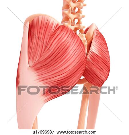 Human hip musculature, artwork View Large Illustration Stock Illustration - Human hip musculature, artwork. Fotosearch