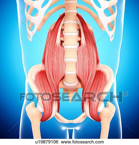 Human hip musculature, artwork View Large Illustration Stock Illustration - Human hip musculature, artwork. Fotosearch