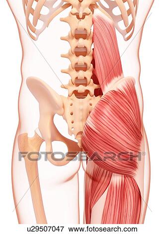 Human hip musculature, artwork View Large Illustration Stock Illustration - Human hip musculature, artwork. Fotosearch