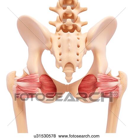 Human hip musculature, artwork View Large Illustration Stock Illustration - Human hip musculature, artwork. Fotosearch
