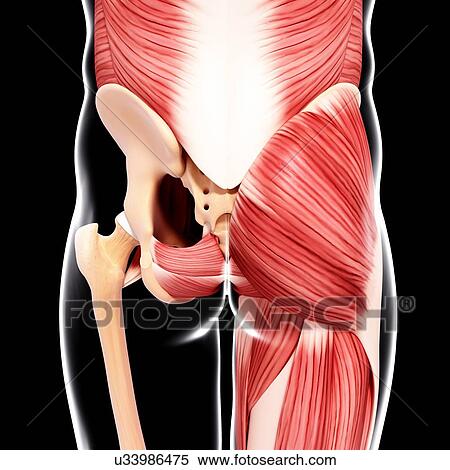Stock Illustration - Human hip musculature, artwork. Fotosearch