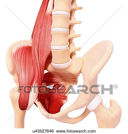 Human hip musculature, artwork View Large Illustration Stock Illustration - Human hip musculature, artwork. Fotosearch