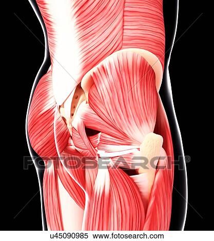 Human hip musculature, artwork View Large Illustration Stock Illustration - Human hip musculature, artwork. Fotosearch