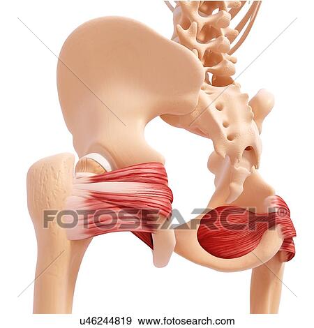 Stock Illustration - Human hip musculature, artwork. Fotosearch