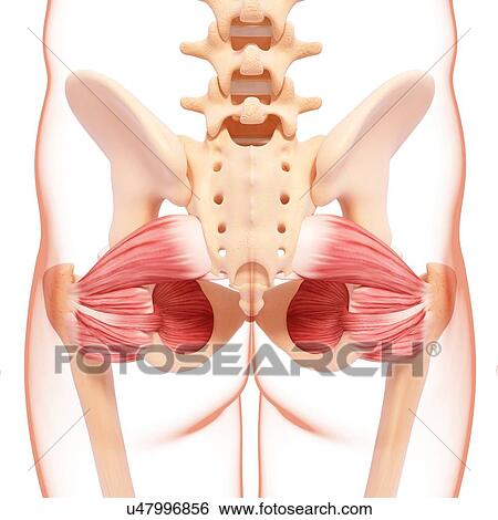 Human hip musculature, artwork View Large Illustration Stock Illustration - Human hip musculature, artwork. Fotosearch