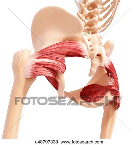 Human hip musculature, artwork View Large Illustration Stock Illustration - Human hip musculature, artwork. Fotosearch