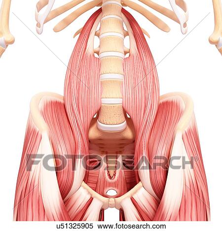 Human hip musculature, artwork View Large Illustration Stock Illustration - Human hip musculature, artwork. Fotosearch