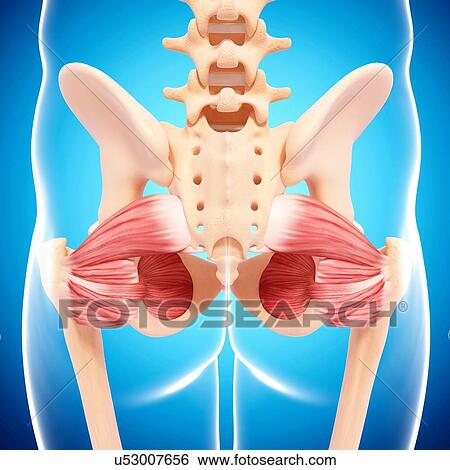 Stock Illustration - Human hip musculature, artwork. Fotosearch