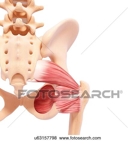 Human hip musculature, artwork View Large Illustration Stock Illustration - Human hip musculature, artwork. Fotosearch