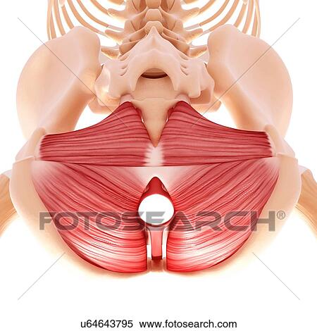 Stock Illustration - Human hip musculature, artwork. Fotosearch