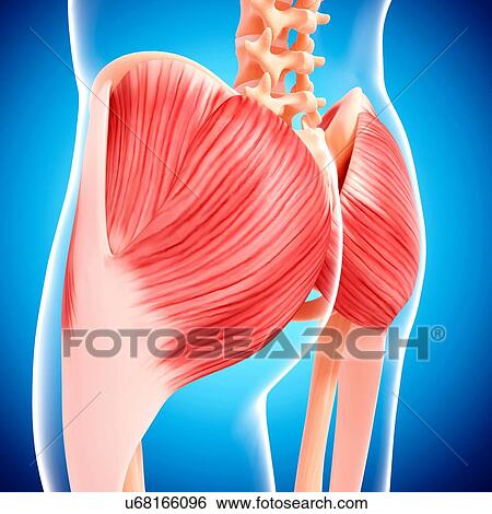 Stock Illustration - Human hip musculature, artwork. Fotosearch