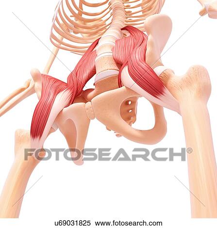 Stock Illustration - Human hip musculature, artwork. Fotosearch