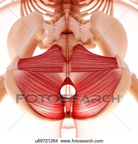 Stock Illustration - Human hip musculature, artwork. Fotosearch