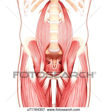Human hip musculature, artwork View Large Illustration Stock Illustration - Human hip musculature, artwork. Fotosearch