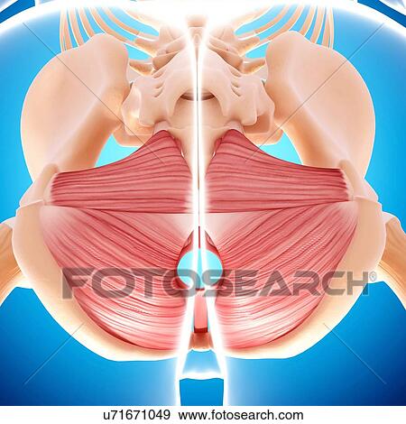Stock Illustration - Human hip musculature, artwork. Fotosearch