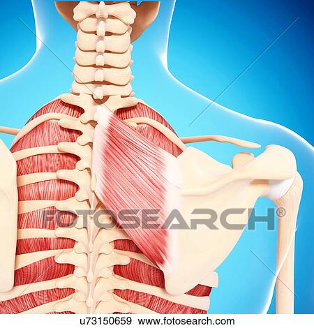 Human hip musculature, artwork View Large Illustration Stock Illustration - Human hip musculature, artwork. Fotosearch