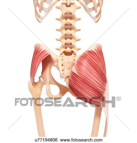 Stock Illustration - Human hip musculature, artwork. Fotosearch