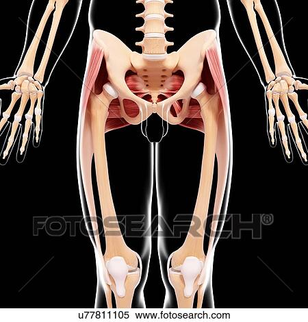 Human hip musculature, artwork View Large Illustration Stock Illustration - Human hip musculature, artwork. Fotosearch