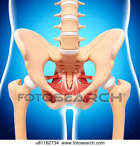 Stock Illustration - Human hip musculature, artwork. Fotosearch