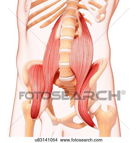 Stock Illustration - Human hip musculature, artwork. Fotosearch