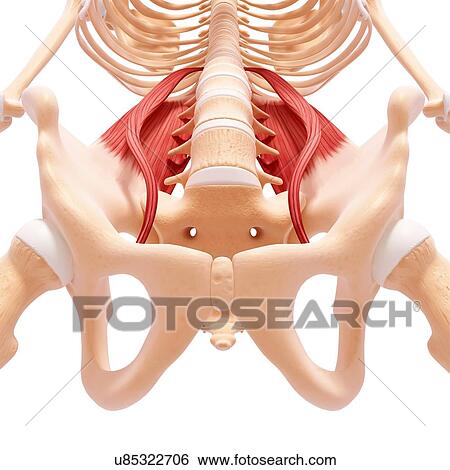 Human hip musculature, artwork View Large Illustration Stock Illustration - Human hip musculature, artwork. Fotosearch