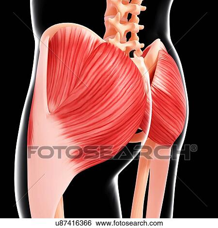 Human hip musculature, artwork View Large Illustration Stock Illustration - Human hip musculature, artwork. Fotosearch