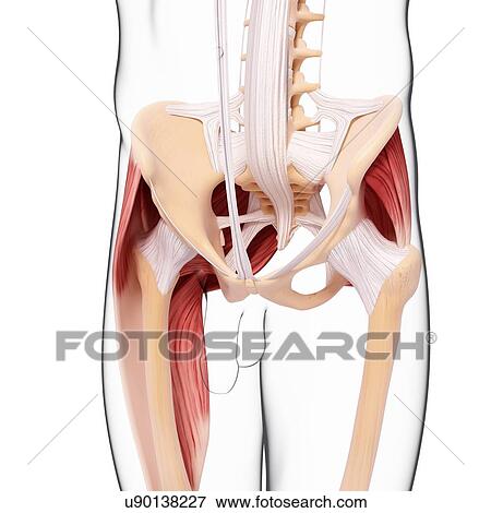 Stock Illustration - Human hip musculature, artwork. Fotosearch